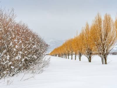 IDw20-116-Tree-line-with-Snowy-Companion-Victor, ID