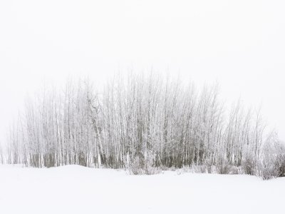 IDw21-57-Tree-Stand-Teton-Valley-ID