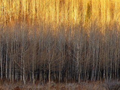 Wyf23-32-Teton-Canyon-Aspen-Colony