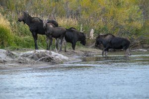 IDf18-13-Moose-Family-Tussle-Teton-River-ID