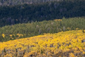 IDf25-19-Banded-Landscape-below-Grand-Targhee