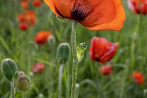 IDsp23-19-Poppy-Field-Driggs-Idaho