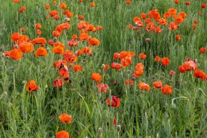 IDsp23-20-Poppy-Field-Driggs-Idaho