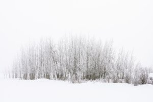 IDw21-57-Tree-Stand-Teton-Valley-ID