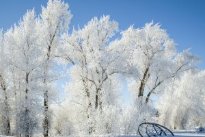 IDw22-54-Wheel-Line-Parts-at-the-Edge-of-Grand-Teton-Canal