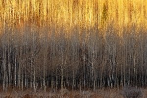 Wyf23-32-Teton-Canyon-Aspen-Colony