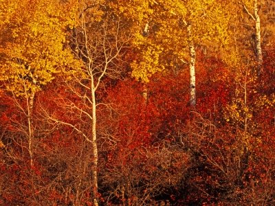 1_TNPf07-18-Autumn-Foliage