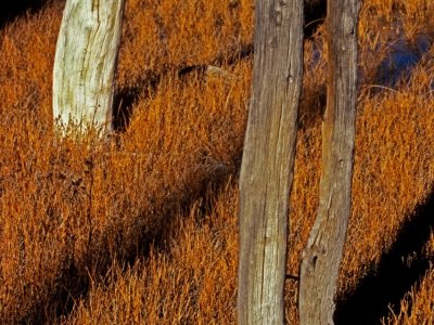 1_YNP05f4-White-Trunks