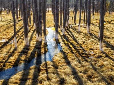 1_YNPsp24-14-Bobby-Socks-Trees-in-Lower-Geyser-Basin-Yellowstone-NP