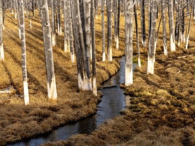 1_YNPsp24-8-Bobby-Socks-Trees-in-Lower-Geyser-Basin-Yellowstone-NP