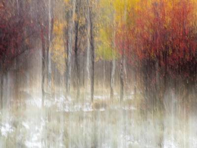 WY16f1-White Trees with yellow red