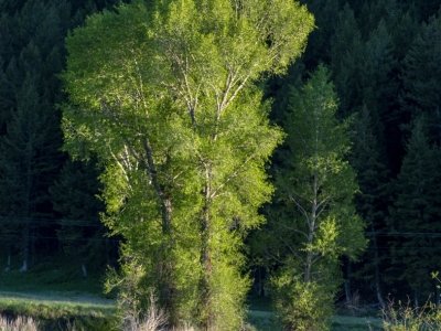 YNP14sp21-Cottonwoods_DSC0713-wk-copy