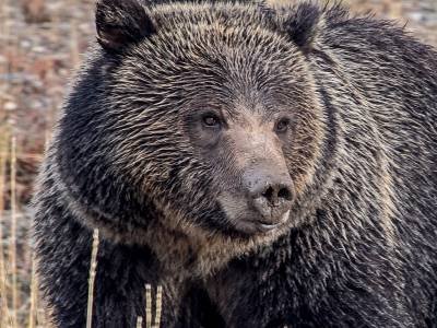 YNPf12-Silvertip Grizzly Bear