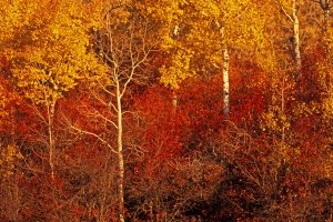 1_TNPf07-18-Autumn-Foliage