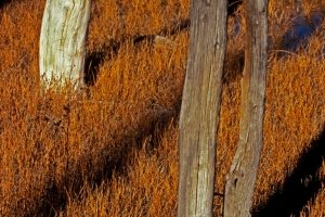 1_YNP05f4-White-Trunks