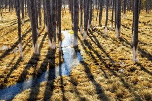 1_YNPsp24-14-Bobby-Socks-Trees-in-Lower-Geyser-Basin-Yellowstone-NP