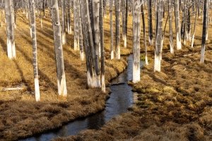 1_YNPsp24-8-Bobby-Socks-Trees-in-Lower-Geyser-Basin-Yellowstone-NP