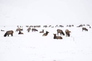 WY16w3-Elk Refuge in a Blizzard