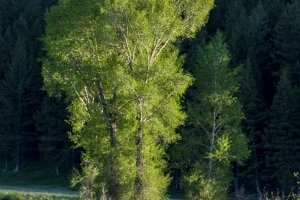 YNP14sp21-Cottonwoods_DSC0713-wk-copy