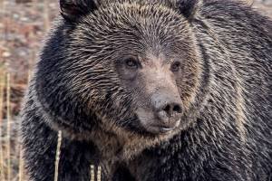 YNPf12-Silvertip Grizzly Bear