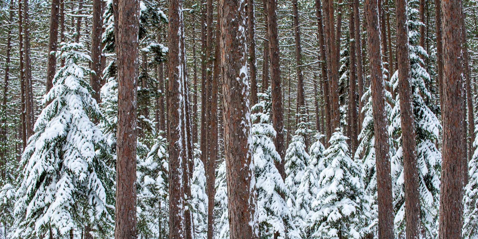 Cathedral Pines in Snow