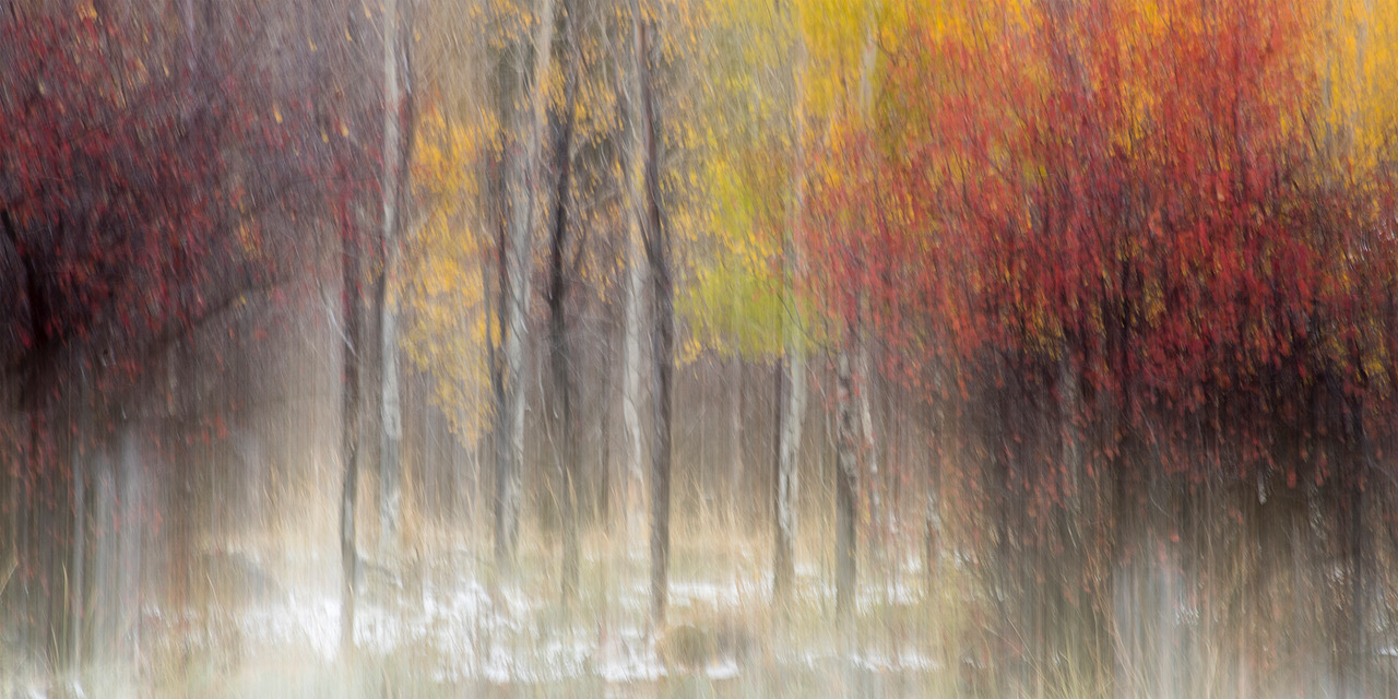 White Trees with Yellow and Red