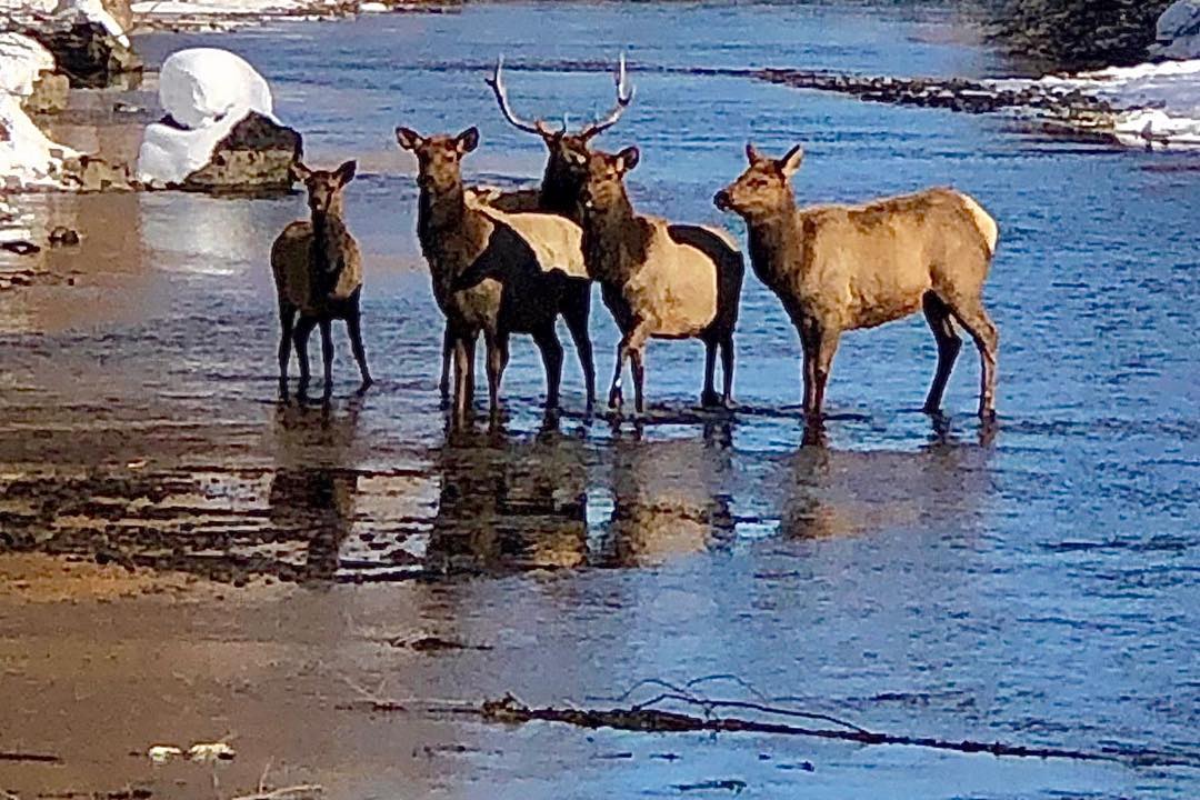 Elk family cooling their heels in Fish Creek, Wilson, WY. Photo by Sarah Orcutt Alldredge last Thursday. #elkinfishcreek #wilsonwyoming #saophotography #elkphotography #iphonephotography