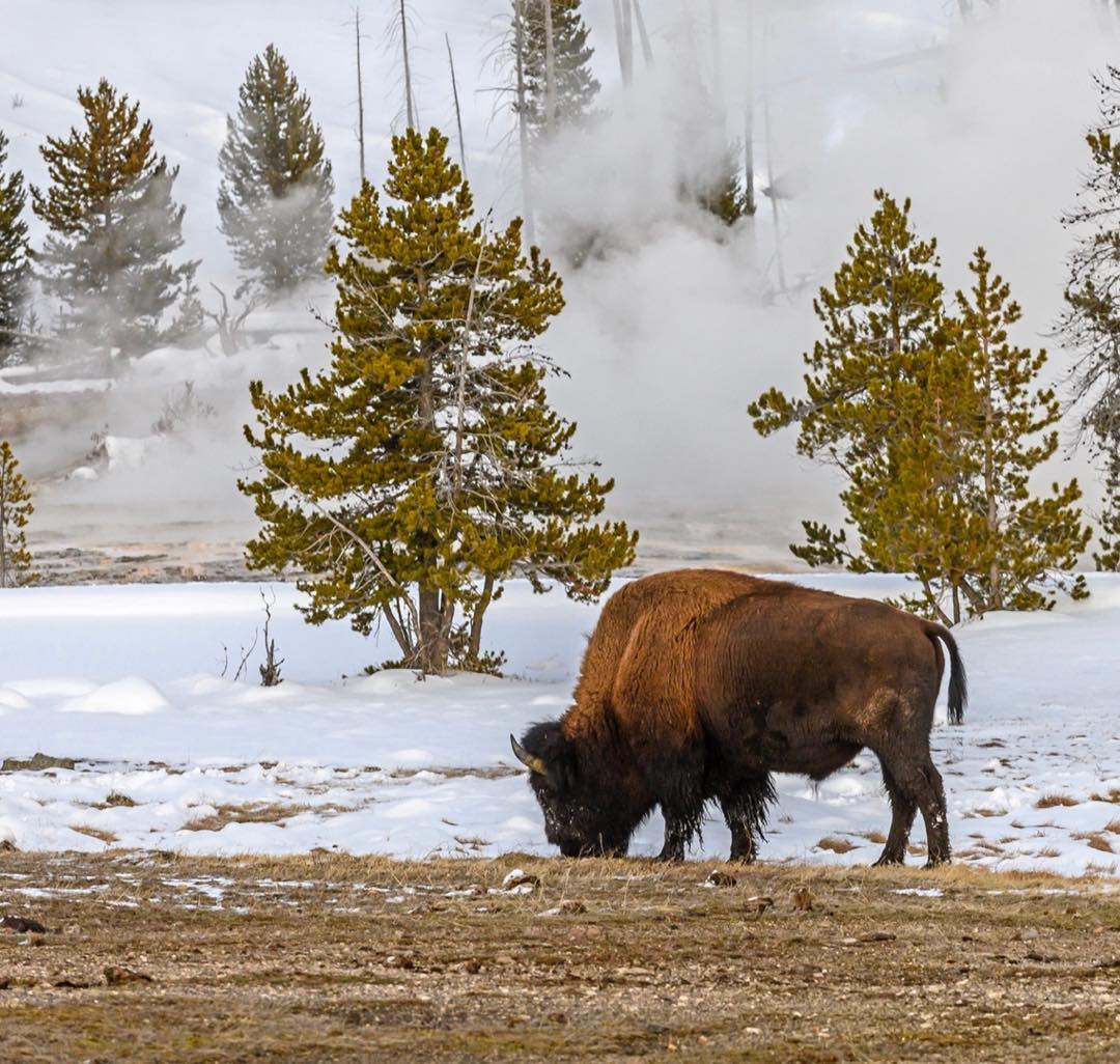 Skiing in Yellowstone National Park with these rugged animals along the trail. They seem accommodating posing for photos as long as you don’t get too close. #yellowstonenationalpark #bisonphotography #winterinthepark #orcuttphotography yellowstonebison