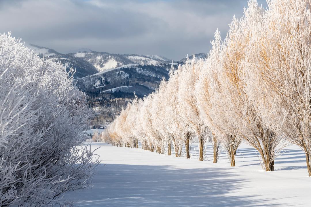 Winter Willow Line with Big Hole Mountains in background, Teton Valley, Victor Idaho #tetonvalleyidaho #victoridaho #orcuttphotograohy #westernphotography #winternaturephotography #winterwillows