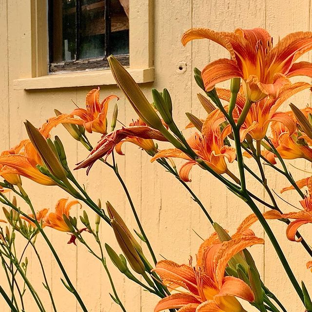 Day lilies in front of Rolling Fatties small barn next door to us. They are painting the barn and the lilies look great with the new color! #rollingfatties #orcuttphotography #mainesummer #mainetheway #downeastmagazine #photosfromhome