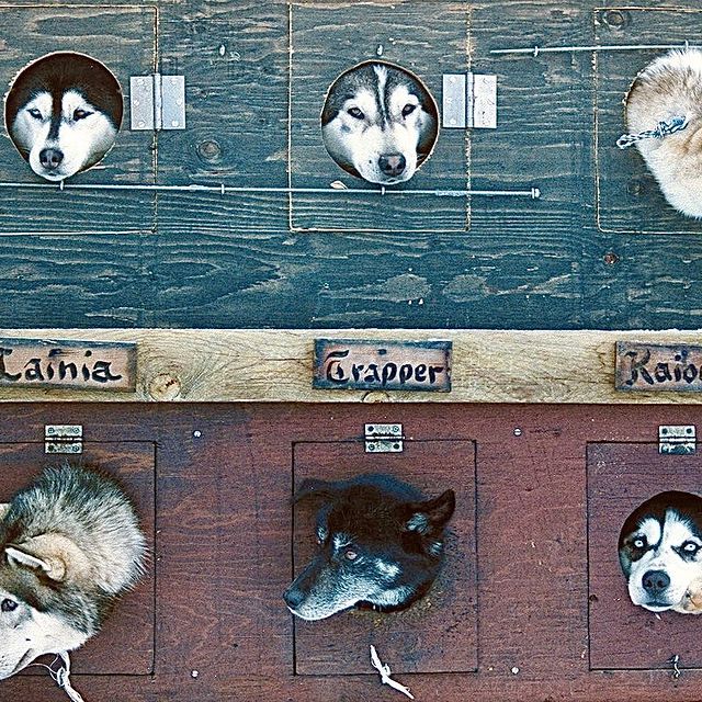 Sled dogs looking for ......... snow? #orcuttphotography #sleddogs #mainetheway #downeastmagazine #mainephotography #dogphotography