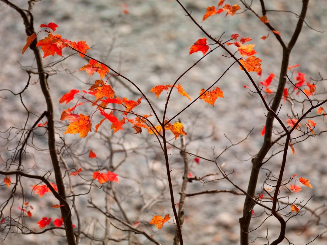 Bright Leaves - Dark Branches at the edge of the Carrabassett River, just north of Kingfield, ME. #Kingfieldmaine #carrabassettriver #orcuttphotography #covestreetarts #mainephotography #nature’spatterns