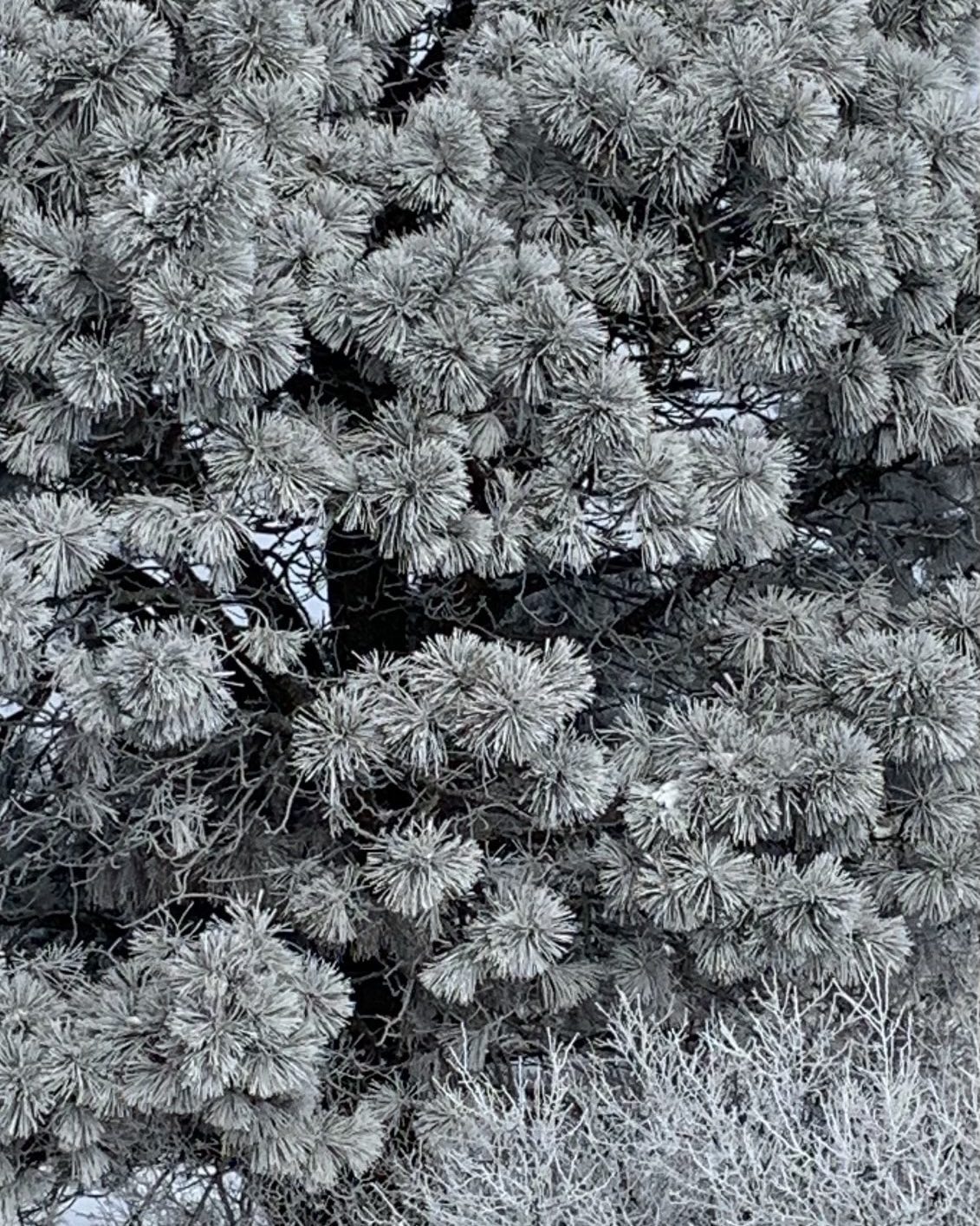 Western Christmas Tree, Central Nebraska #orcuttphotography #nebraskaphotography #vanlifephoto #frostytree #westernchristmastree #westernphotography