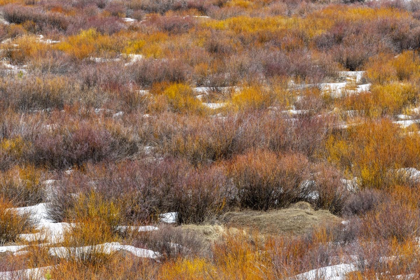 Great Spring color with willows and other plants in lower drainage areas in the upper Hoback area of western Wyoming. #upperhobackwyoming #springcokirwyoming #orcuttphotography.com #colorfulwillows