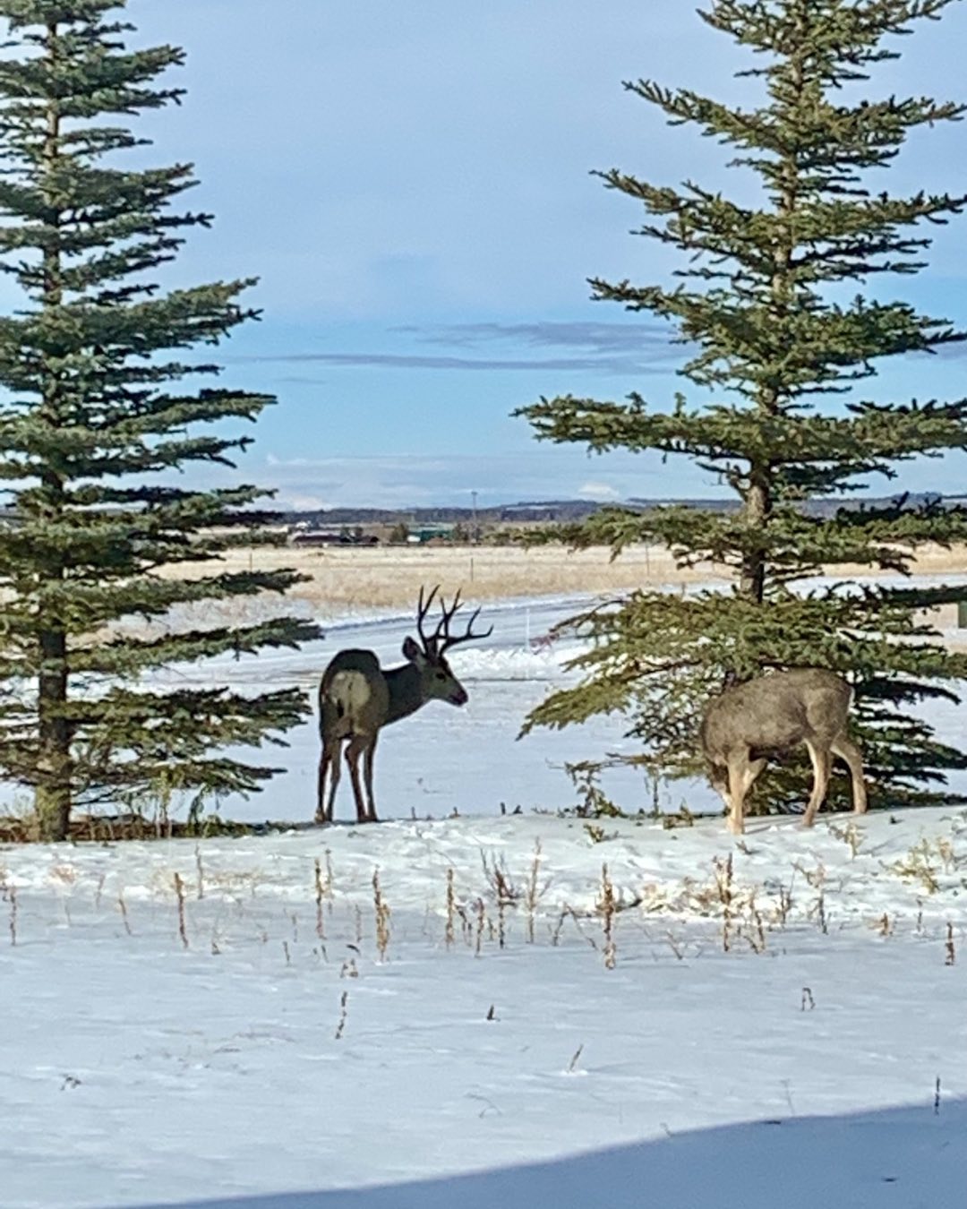 View from our kitchen window in Driggs, Idaho, during the year-end holidays. Maybe Santa is using mule deer this year! #driggsidaho #bestofthegemstate #muledeer #orcuttphotography #tetonvallyidaho