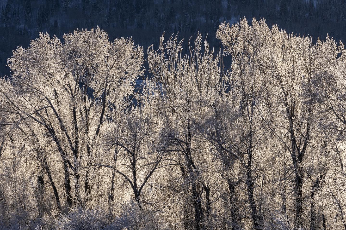Frosty Trees in Driggs, Idaho this morning. Condensation from a cold overnight fog creates a sparkling screen at the edge of our field, illuminated by the backlit trees. #driggsidaho #backlittrees #bestofthegemstate #orcuttphotography