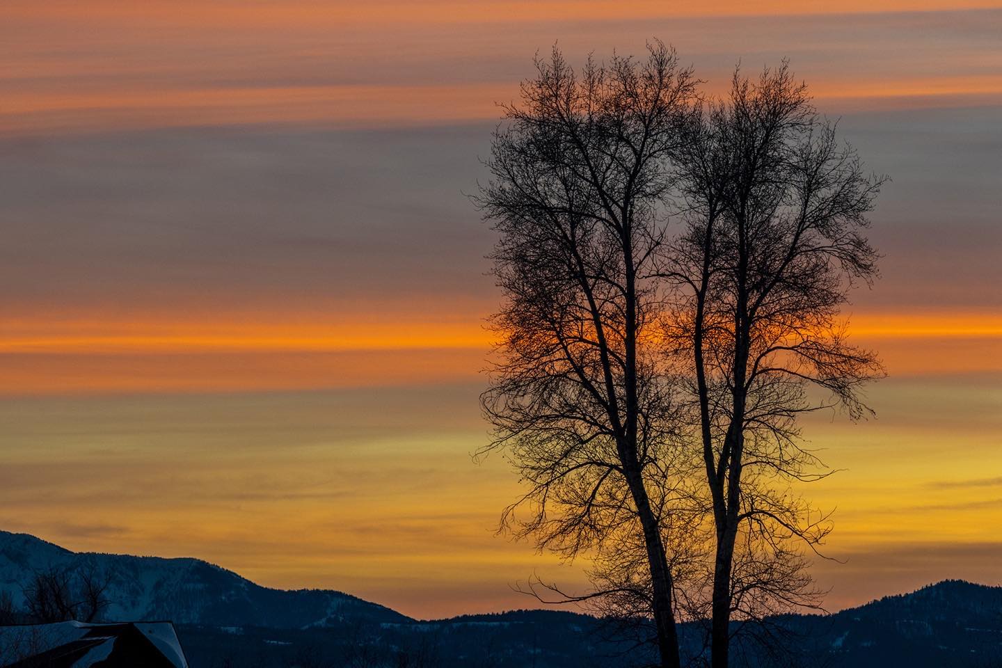 Sunsets in Teton Valley, Idaho are extraordinary! This one with bands of color was a great background for the silhouetted trees. #tetonvallyidaho #driggsidaho #bestofthegemstate #orcuttphotography #sunsettetonvalley