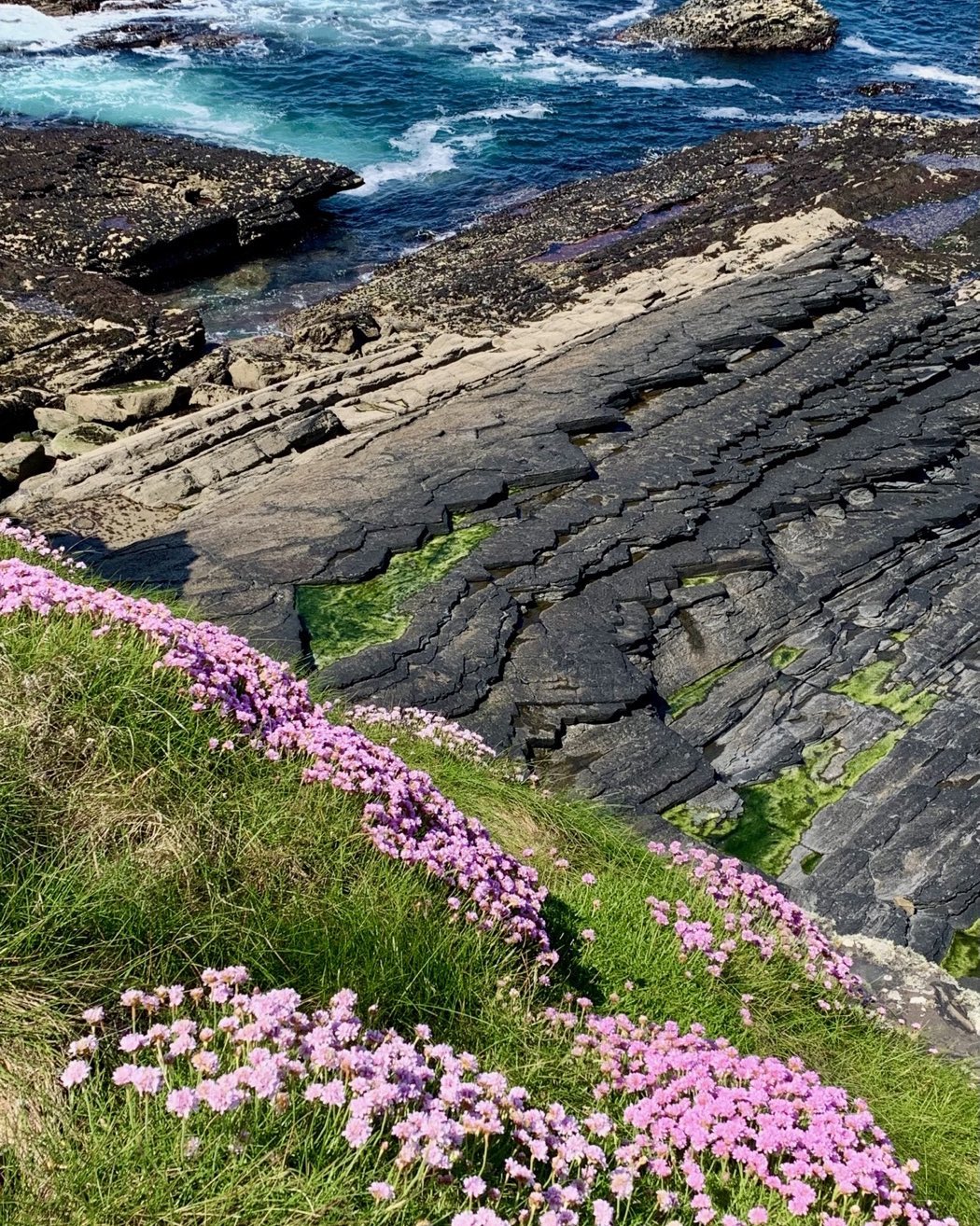 Walk along to top of the Cliffs of Moher in Ireland today. Sea pink and eroded limestone. Note the saw tooth pattern in the rock layers. #cliffsofmoher #seapink #orcuttphotography doolinireland burren&cliffsofmoherUNESCOglobalgeopark #northcountyclareireland