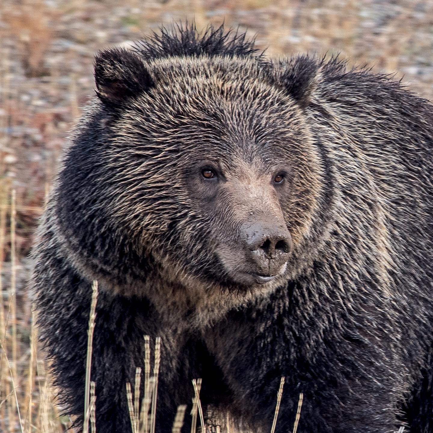 Silver Tip Grizzly Bear photographed by Cindy Orcutt just outside Yellowstone National Park. We watched it digging for a food source and from the mud on its nose and the contented look, it appears to have been a successful quest. #grizzlybear #yellowstonenationalpark #wyomingphotography #orcuttphotography