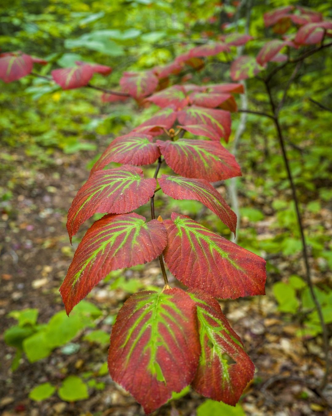 Wild viburnum in a showy early autumn costume along the Fire Warden’s Trail to Mt Abraham this week. These plants display quite a range of colors as one of the first species to announcing the change of seasons. #fallfoliage #wildviburnum #kingfieldmaine #mtabraham #orcuttphotography