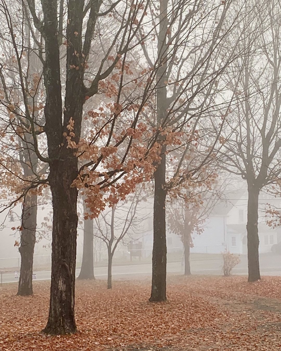 Foggy morning in Kingfield, Maine. #kingfieldmaine #fogphotography #orcuttphotography #autumnleaves