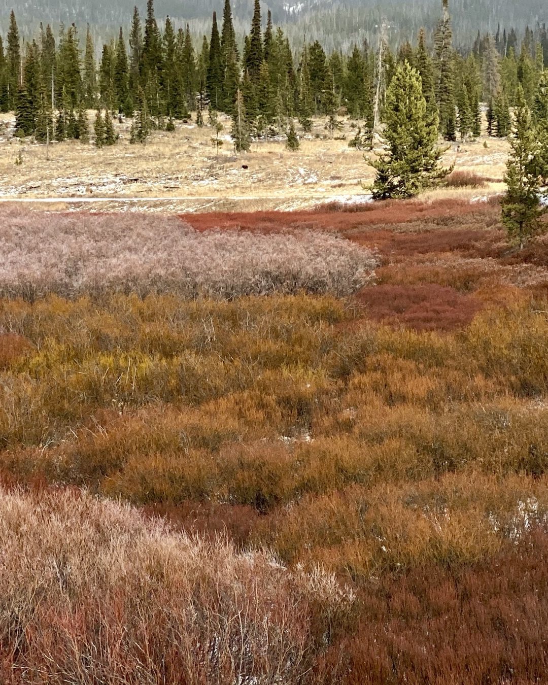 Driving from Dubois, WY towards Togwotee Pass after a light snowfall, the sun, diffused by the thin overcast, illuminated these low wetland plants with their magnificent fall colors. #togwoteepass #wyomingfallcolor #earlyfallsnowstorm #orcuttphotography #autumncolor #autumnnaturephotography