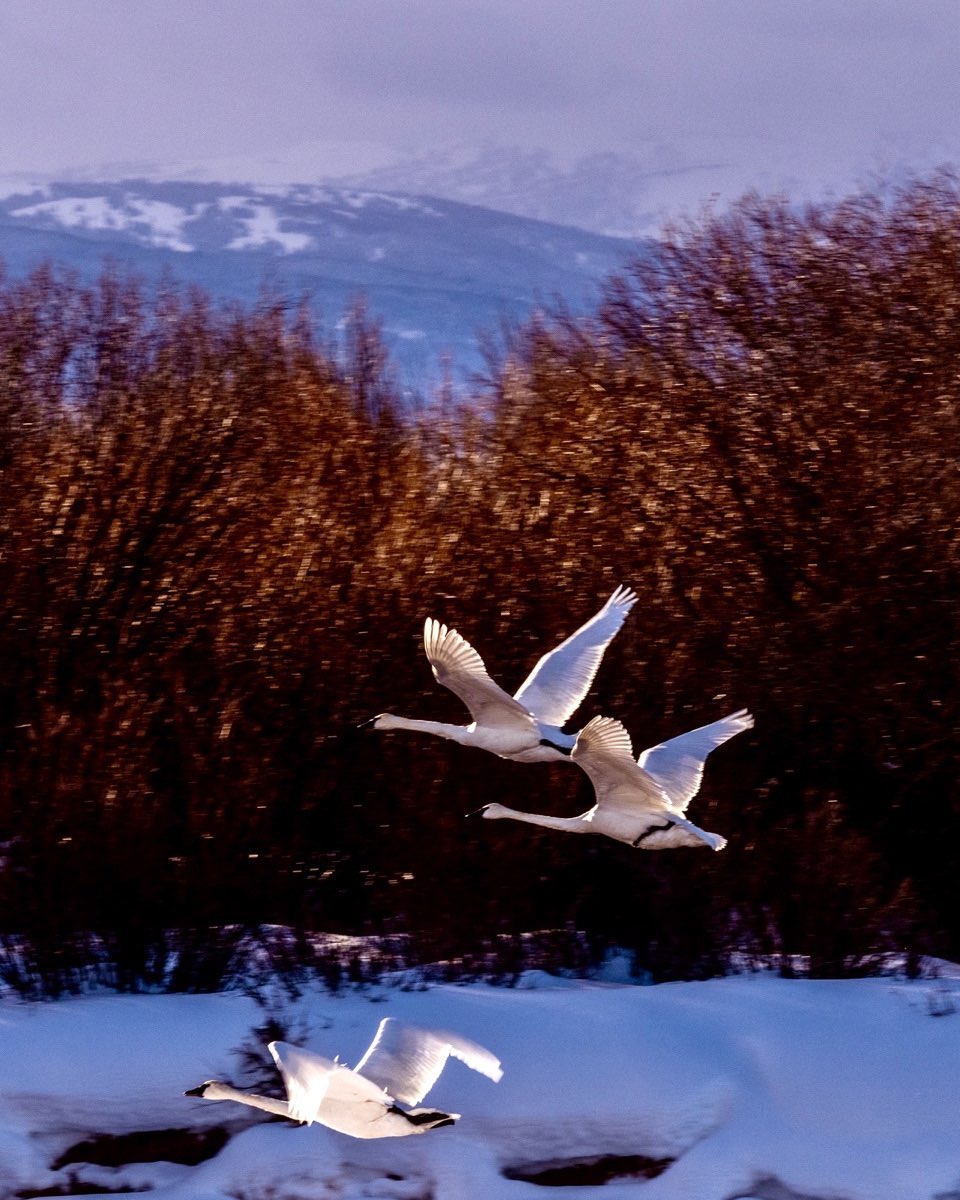 Trumpeter Swans (Cygnus Buccinator) lifting off the Teton River in Tetonia, Idaho on a spectacular winter morning. Cindy Orcutt managed to sneak up on these magnificent birds, the heaviest living bird native to North American, and photographed them just as they took flight. #trumpeterswans #Tetonia Idaho #tetonriver #orcuttphotography.com #bestofthegemstate