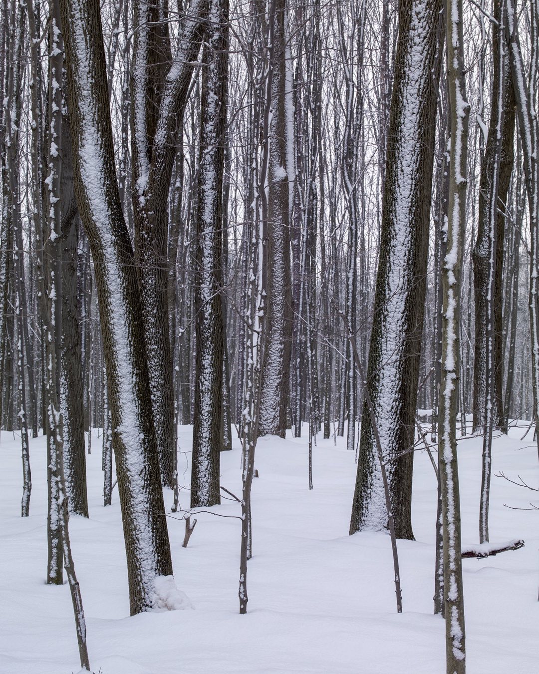 Tree trunks after an overnight snow storm are provided with additional definition with snow on the side facing the wind driven snow. The ethereal nature of this scene evoked a sense of solitude and completeness in the winter forest in western New York State a few years ago. #westernnewyorkstate #solitude #winterphotography #orcuttphotography.com