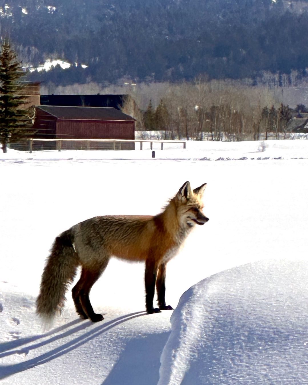 This handsome fox showed up in our backyard this morning, undisturbed by the openness in the light of day. We enjoyed watching its nimbleness as it moved across the snowy field behind our house in Driggs, Idaho #driggsidaho tetonvalleyidaho #bestofthegemstate #foxintheyard #orcuttphotography.com