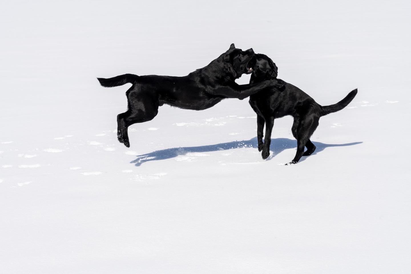 Hannah and Will Mook’s black labs, Clyde and Rangeley, frolicking in the great snow fields across the road from our home in Driggs, Idaho. Cindy and I were hosting them last weekend while the Mooks were away, and I couldn’t resist the black dogs on clean white snow photo op! #hannahandwillmook #blacklabs #driggsidaho #tetonvalleyidaho #bestofthegemstate #orcuttphotography