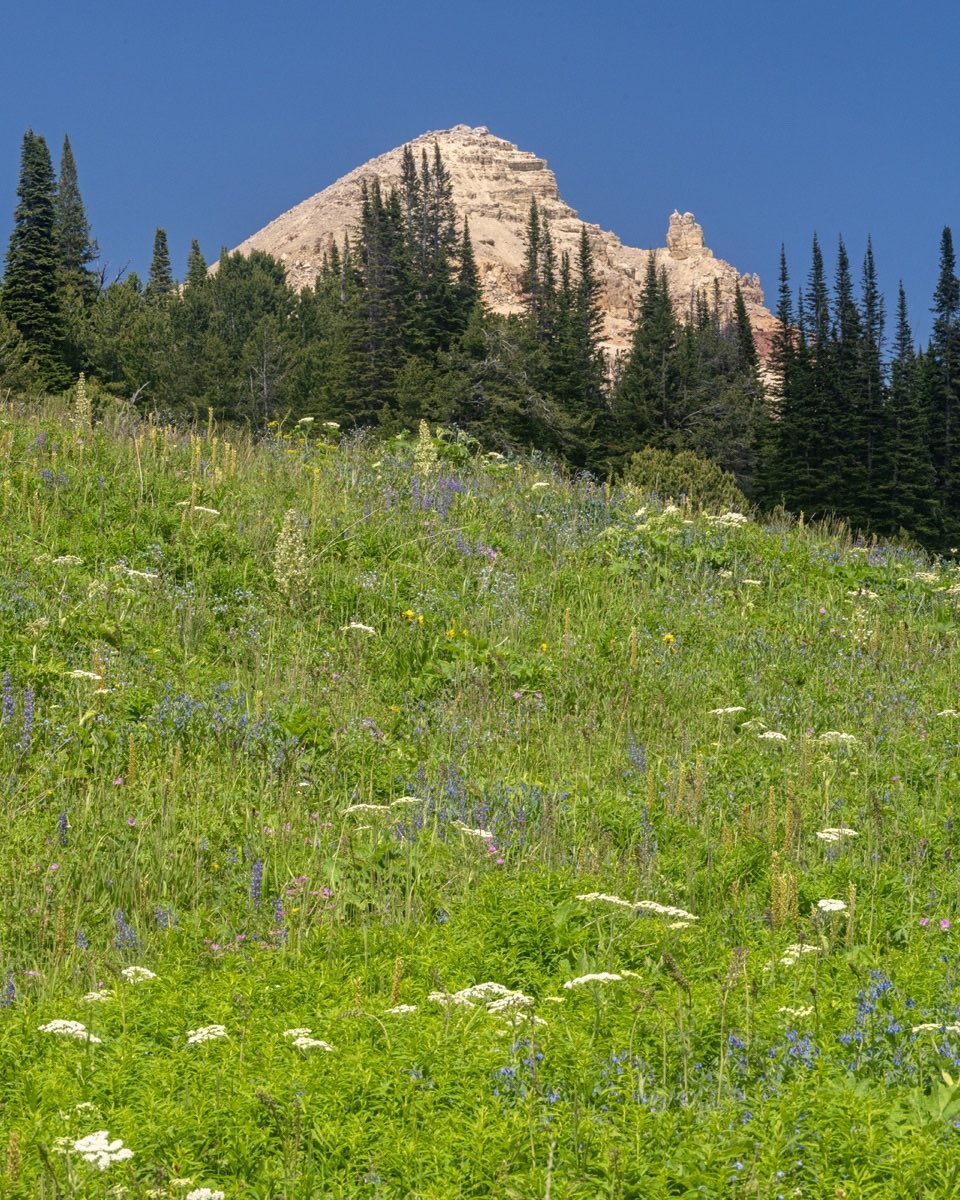 Clay Butte on Beartooth Pass east of the northeast portal into Yellowstone National Park. Beautiful vistas just about every direction, and when we were there a couple of weeks ago, the wildflowers were in full bloom. #beartoothpass #claybutte #westernphotography #orcuttphotography