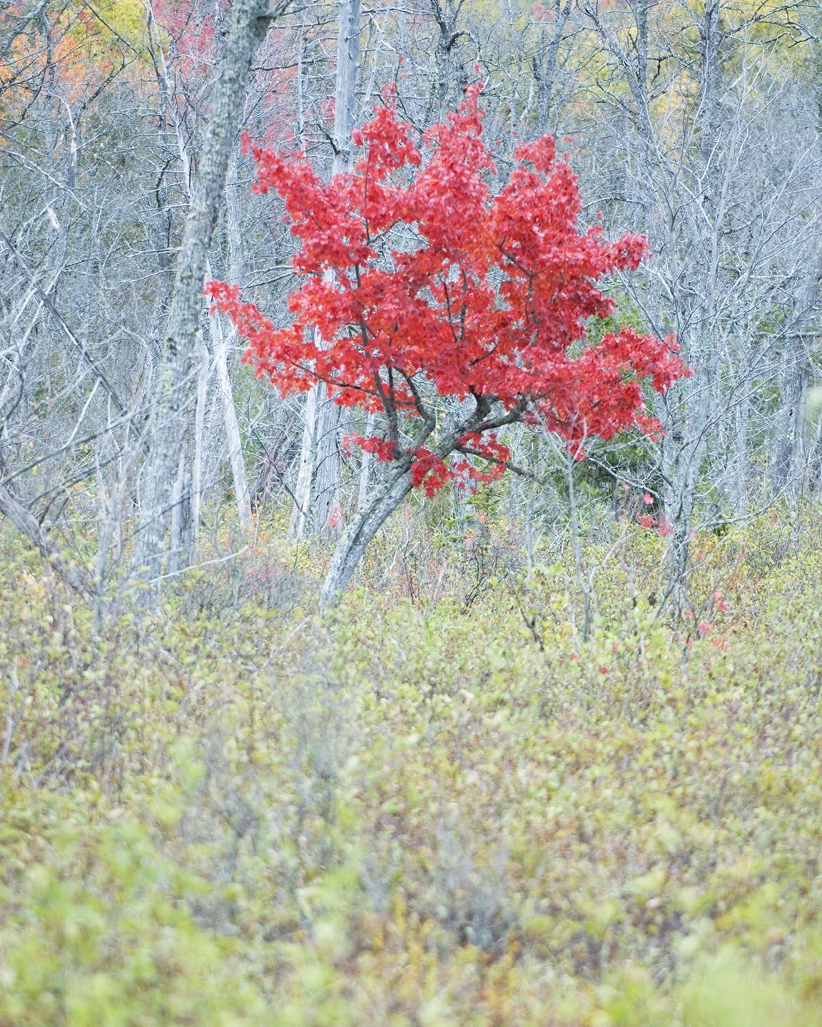 Red Maples (acre rubrum), usually the first tree to show brilliant fall foliage at the edges of bogs and other wetlands, are not sporting the scarlet hues we normally expect this fall. Visits to some of our typical haunts have not been successful with the dull maroon color exhibited. This photo is from a few years ago. #redmaples #acerrubrum #autumnphotographyinmaine #mainefall #mainefoliage