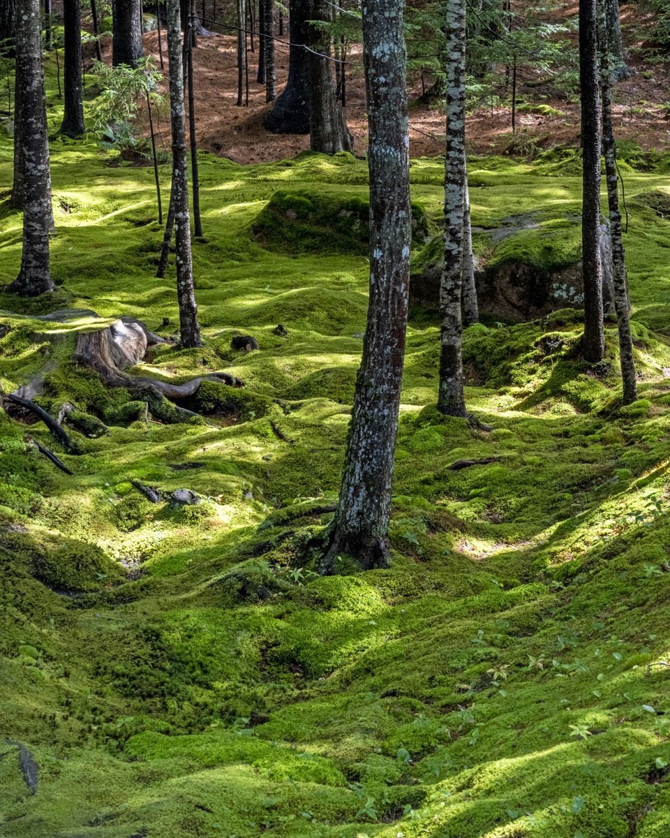Moss carpet is the rolling woodland base for much of the pathway into Abby Aldrich Rockefeller Garden on Mt.Desert Island in Maine. Direct sunlight streaks through the forest canopy, articulating the soft ground plane. #abbyaldrichrockefellergarden #mtdesertisland #downeastmaine