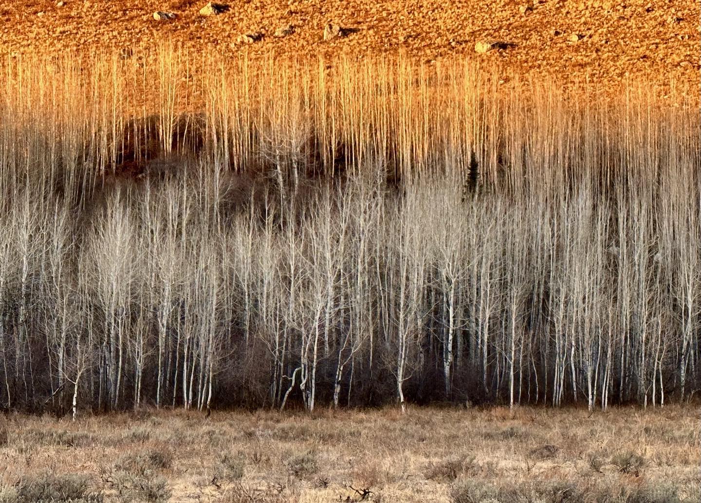 Silver and Gold - a stand of Aspen in Teton Canyon late this afternoon. The lower row is in shadow with the back row still in sunlight. Aspens grow in clonal colonies often derived from a single seedling, and spread from the rhizomatic nature of their root system, sending up suckers that become full trees.